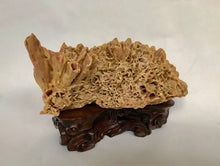 Load image into Gallery viewer, Scholar Object: A Small Yellow Desert Rose Scholar Rock on Wood Stand
