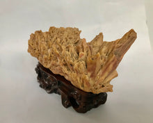 Load image into Gallery viewer, Scholar Object: A Small Yellow Desert Rose Scholar Rock on Wood Stand
