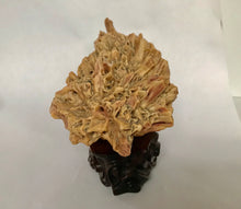 Load image into Gallery viewer, Scholar Object: A Small Yellow Desert Rose Scholar Rock on Wood Stand
